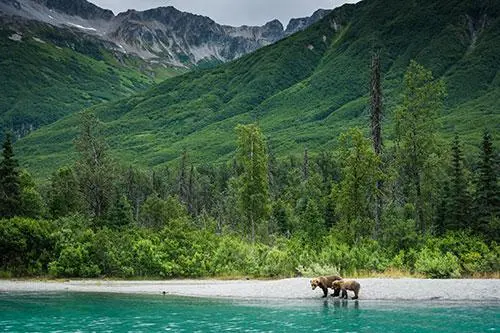 Alaska Wildlife