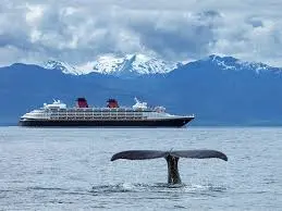 Whale Watching